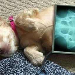 pet x-ray