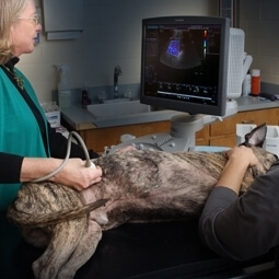 dog having ultrasound