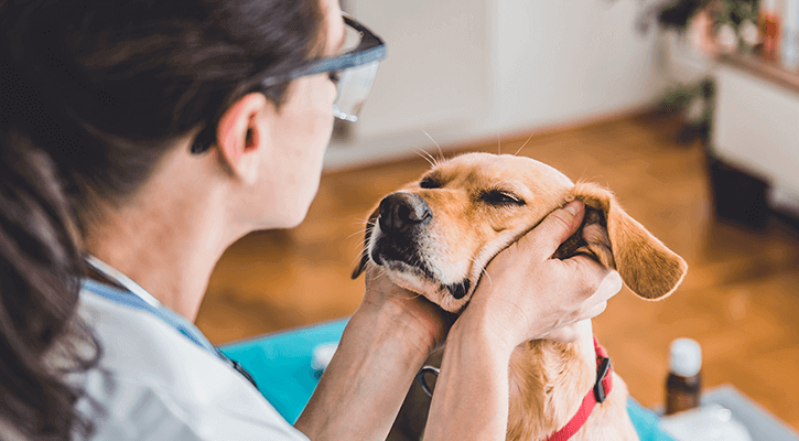 dog with veterinarian