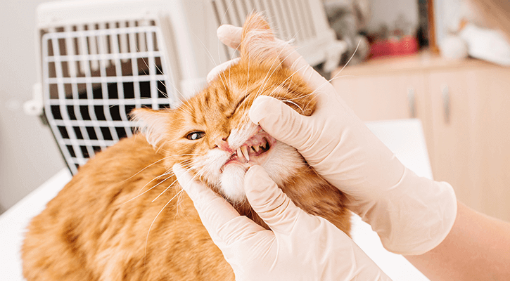 cat dental exam cat dental exam