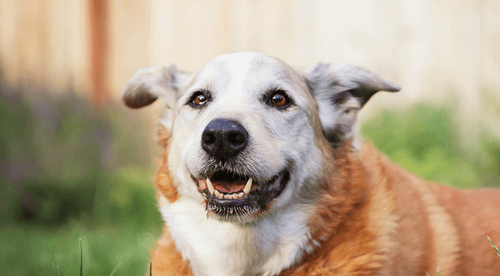 smiling senior dog
