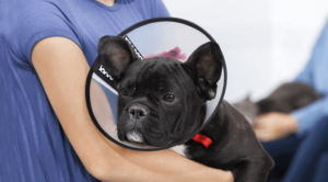 puppy in cone