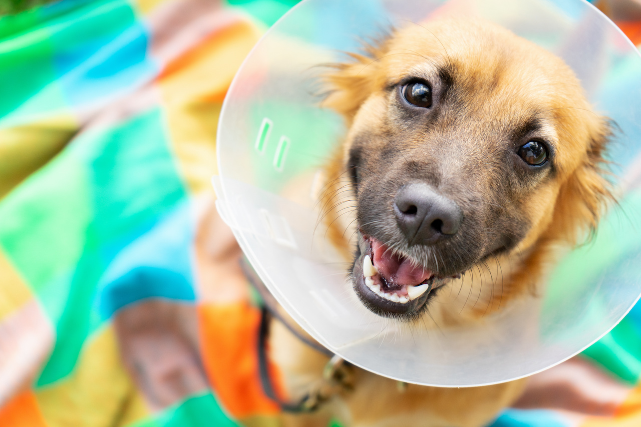 Young dog with veterinary collar also called elizabethan after surgery Happy young dog with veterinary collar also called elizabethan after surgery
