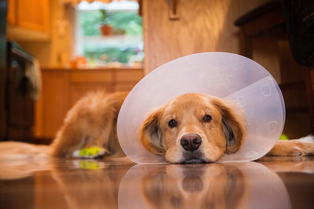 Golden Retriever dog recovering from foot surgery while wearing an Elizabethan collar in the shape of a cone for protection