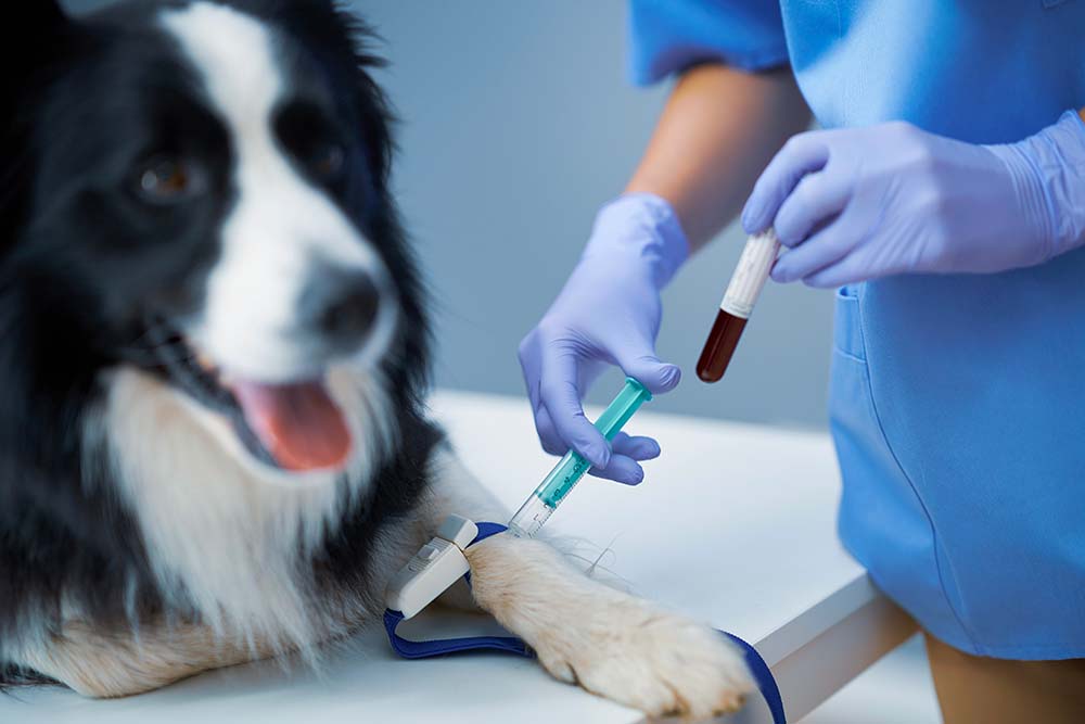 Female vet taking blood sample and examining a dog in clinic Picture of female vet examining a dog in clinic